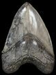 Serrated, Fossil Megalodon Tooth - South Carolina #41612-1